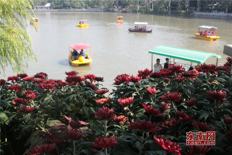 “菊映柳堤”为主题的菊花展区域与西湖湖景相映成趣.jpg