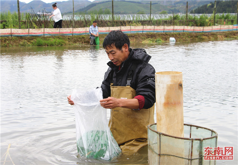 澳洲淡水龙虾在周宁县原野水产养殖合作社落户.