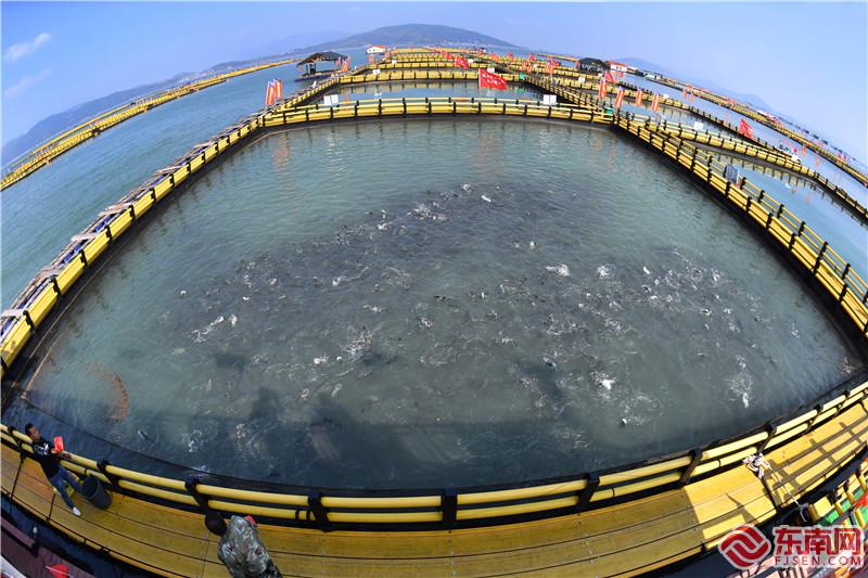 宁德：大黄鱼环保型渔排养殖示范点项目投用
