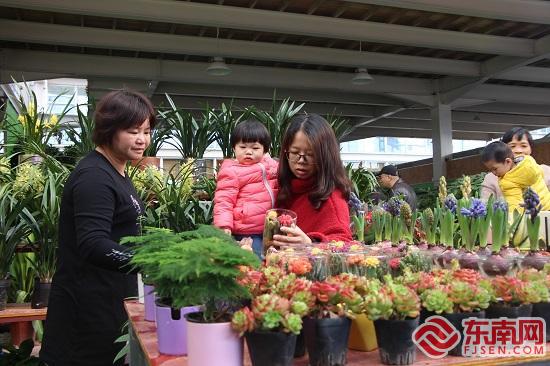 福建建新花草工业园一期开园  打造“花草+游览”工业链