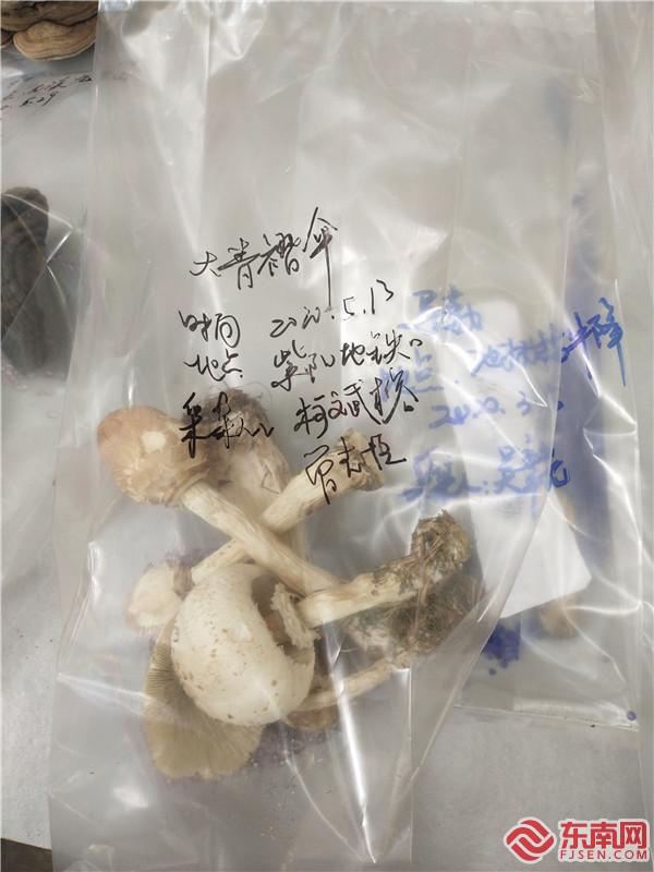现场展示紫阳地铁口采集到的毒蘑菇 东南网记者张立庆摄.jpg