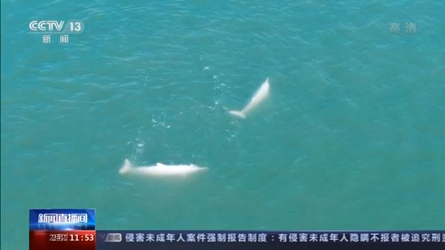 出双入对！中华白海豚来漳江口“春游”了