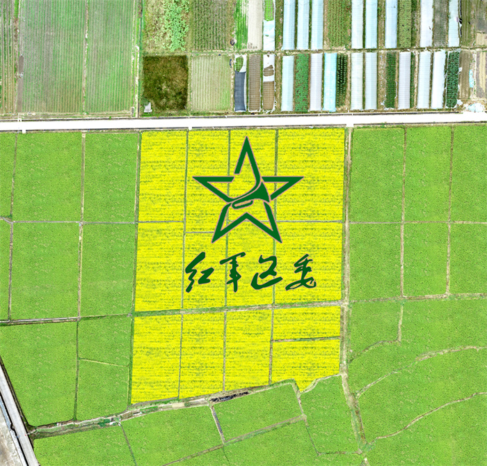 1、光泽县油溪村定位种植迎春一号早熟油菜设计效果图 黄献光 摄.jpg