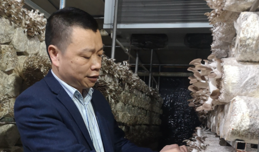福州首个自主选育秀珍菇新品种惊艳“首秀”