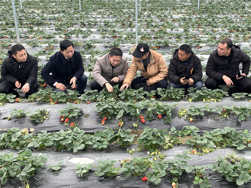 7、2021年12月30日，专家组在光泽县油溪村草莓大棚指导设施栽培技术（蔡传忠 摄）.jpg