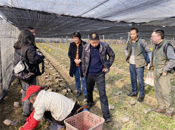 1、2月27日，福建省食用菌专家组到光泽县测产验收升元农业科技公司设施大棚示范种植的羊肚菌产量  曾辉 摄.jpg
