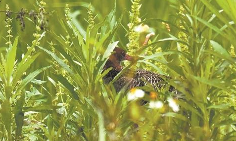 泉州资深拍鸟人首次发现珍稀鸟类蓝胸秧鸡