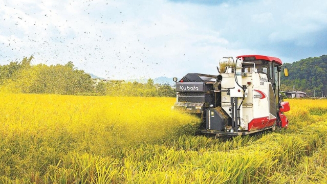 今年沙县区再生稻种植面积6000亩