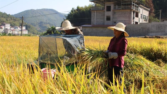 “內6優7075”再生稻第二季平均干谷畝產511.93公斤