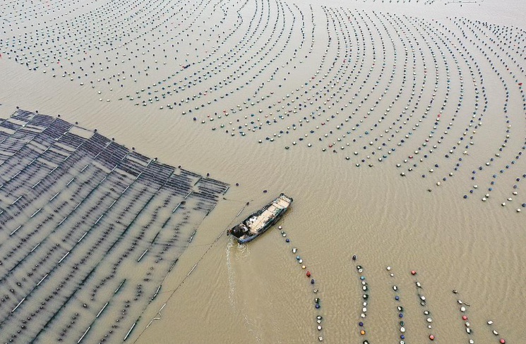 连江：海洋牧场生产忙