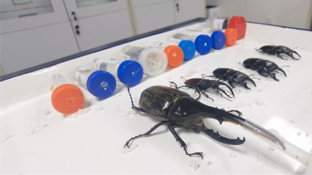 廈門海關查獲23只活體甲蟲 三代可繁殖超萬只