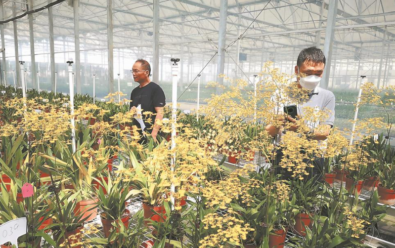 文心兰省级花卉种质资源库通过评审认定