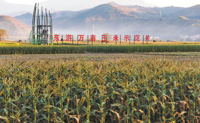 建瓯获评“中国东部鲜食玉米之乡”