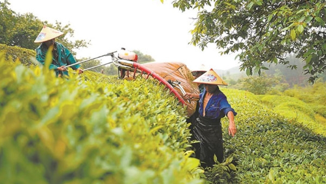  Pucheng County: Seize the opportunity to pick and process tea