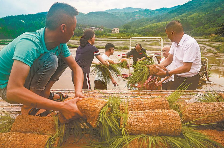 武夷山：技術(shù)人員指導(dǎo)洪水過后稻田秧苗管理技術(shù)