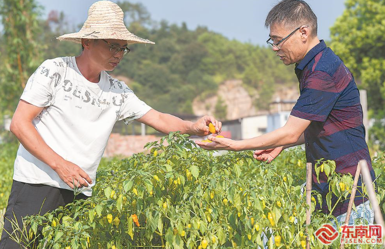 三明：国民小吃的“科特派味道”(图4)