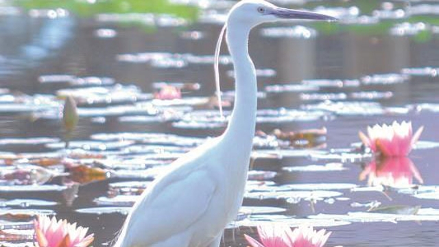 廈門(mén)海灣公園睡蓮盛放