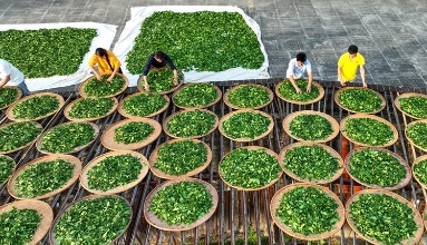 武夷山非遗传承人坚守传统 手工制茶技艺再现“岩骨花香”