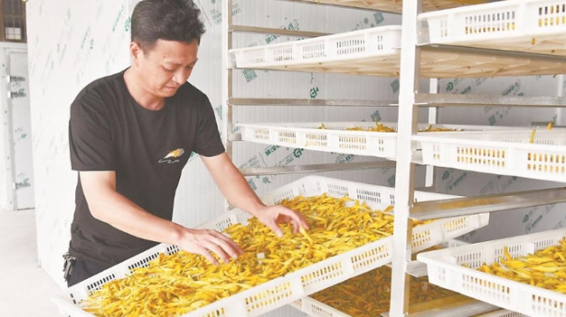 宝岛黄花菜安家尤溪畲乡