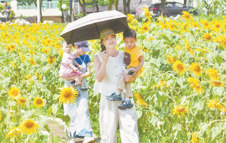德化县三班镇大兴岭公园向日葵进入盛开期