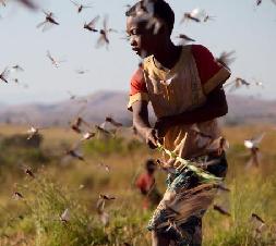（国际）（2）马达加斯加对抗蝗灾