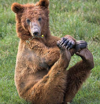 小棕熊“做瑜伽”：伸胳膊拉腿柔韧性佳（图）
