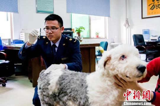 福建龙岩：宠物犬首次漂洋过海“飞”出国门