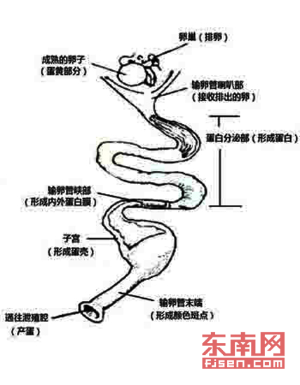 鸭蛋形成过程示意图