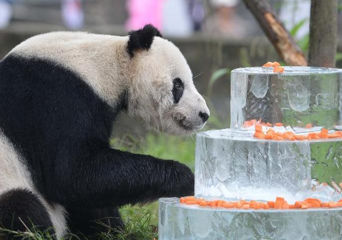 它是世上最老的熊猫