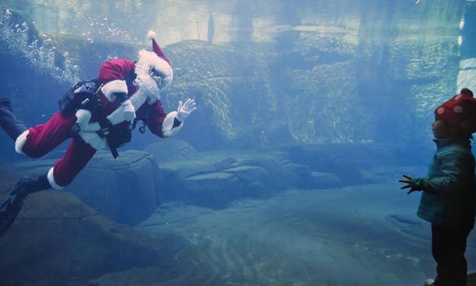 （国际）（1）“圣诞老人”现身温哥华水族馆