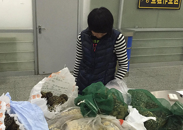 深圳皇岗海关查获80只活体陆龟。（皇岗海关 供图）