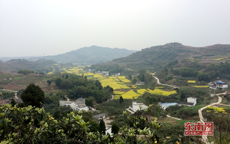 文宫镇村景,民房周围全是枇杷树.