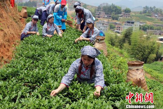 “中国茶叶第一镇”福建安溪感德举办开茶节