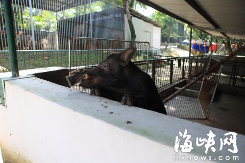 漳州动物园的野猪趴在笼舍围墙上，露出锋利的獠牙