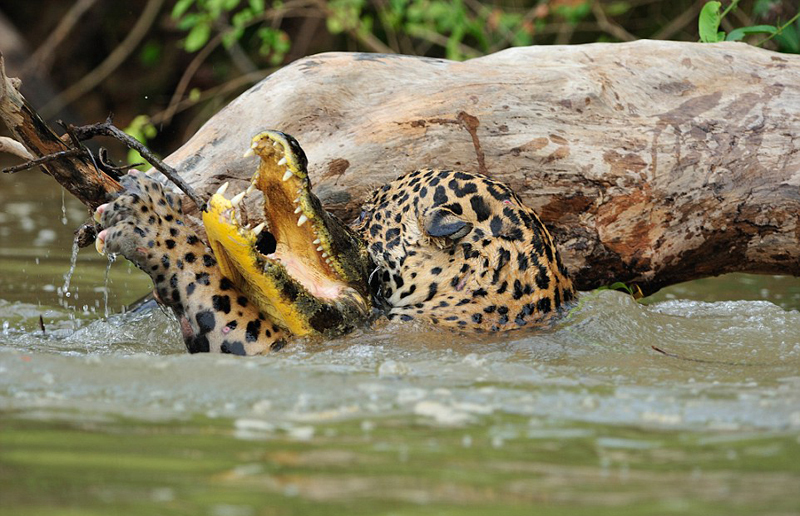 巴西美洲豹河边突袭鳄鱼并成功猎杀