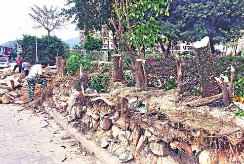 福州东山新苑修围墙　十多棵碗口粗羊蹄甲遭砍伐