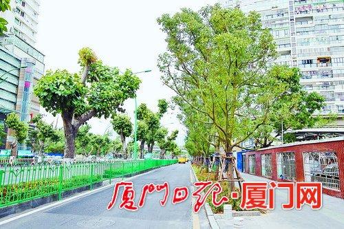 厦门15条市级主干道春节前变靓 将开展绿化重建 