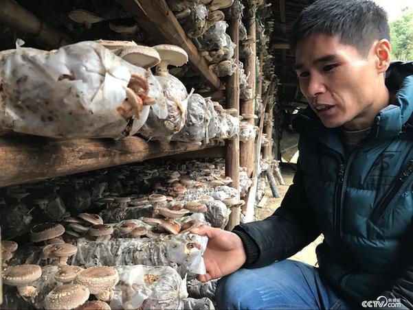 在周炳耀的帮助下，刘长龙回家种菇，收入远高于在外打工。