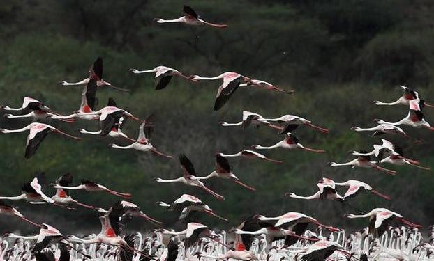 （国际）（5）博戈里亚湖——火烈鸟“天堂”