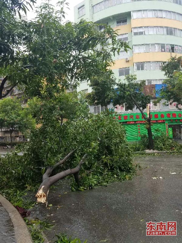 鼓楼区琴亭高架桥附近倒伏的树木占了一半道路。.jpg