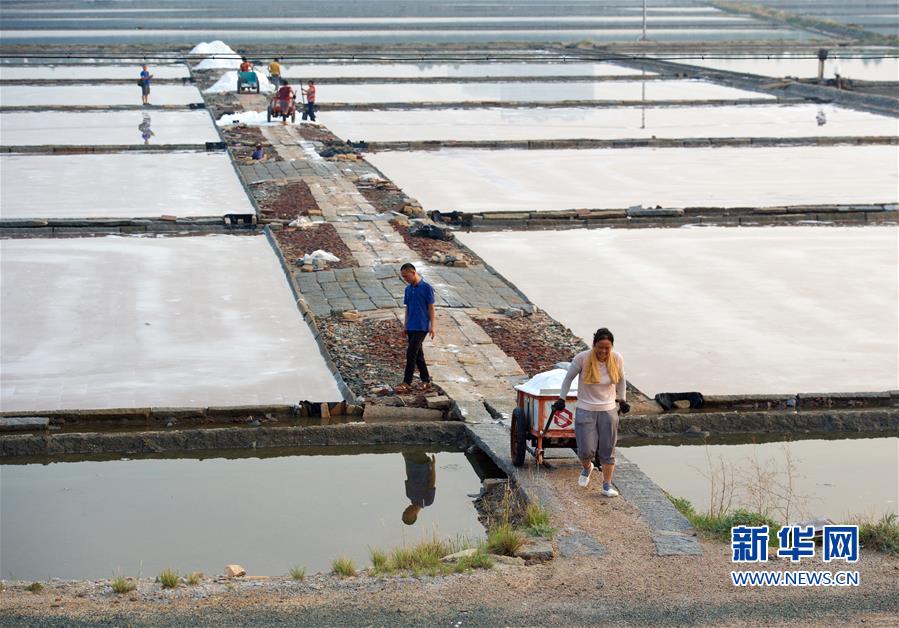 （社会）（5）福建泉州：百年盐场的繁忙伏收季