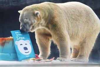 （国际）（1）新加坡动物园为北极熊伊努卡庆生