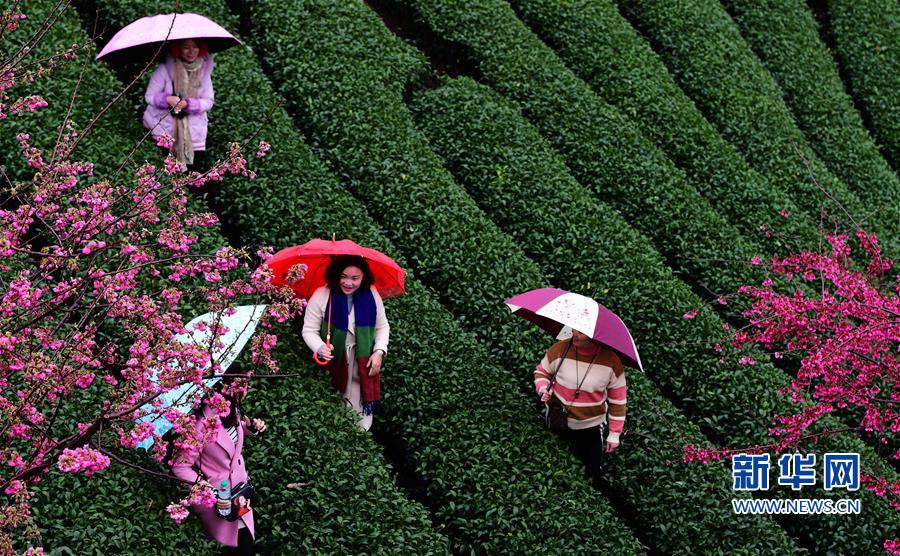 （美丽中国）（2）福建：茶园樱花绿映红