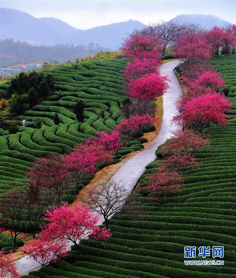 （美丽中国）（5）福建：茶园樱花绿映红