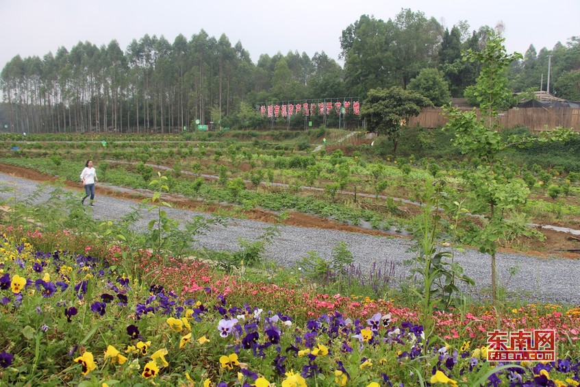 花荄镇太平村"壮源贡呈"项目