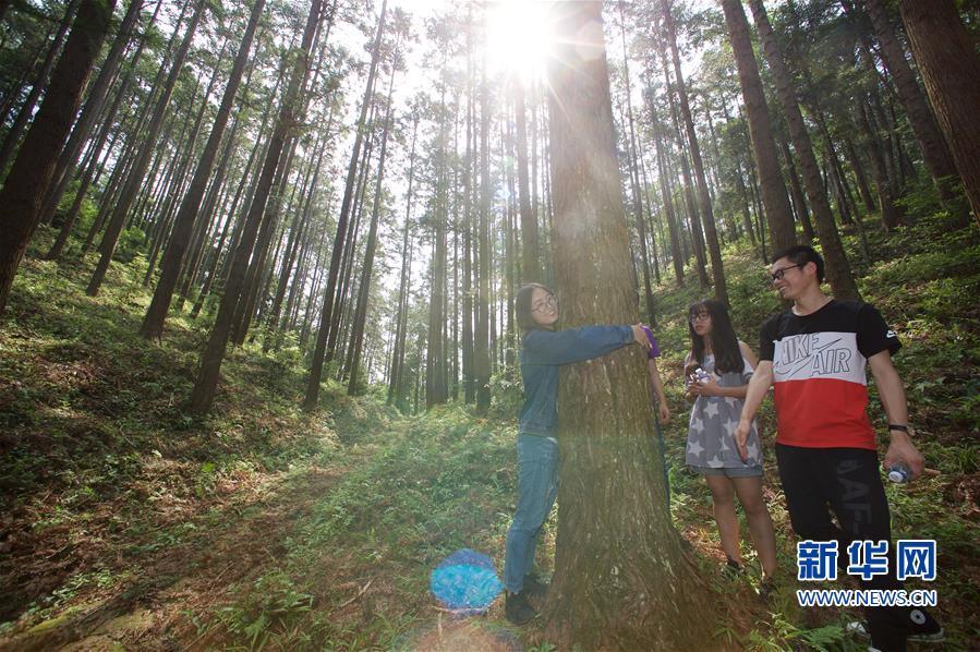 （经济）（5）福建洋口林场：深山里的中国杉木种质资源库