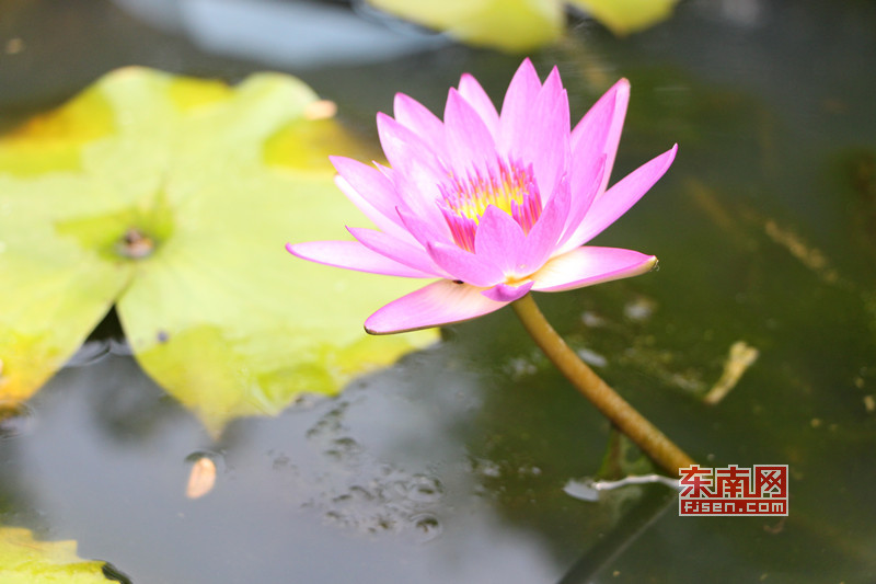 碗莲是微型莲花的统称，在中国碗莲有很长的栽培历史 东南网记者 林峰峰 摄.jpg