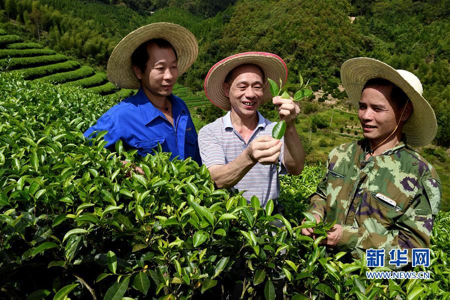 （经济）（3）福建：茶农“充电”忙