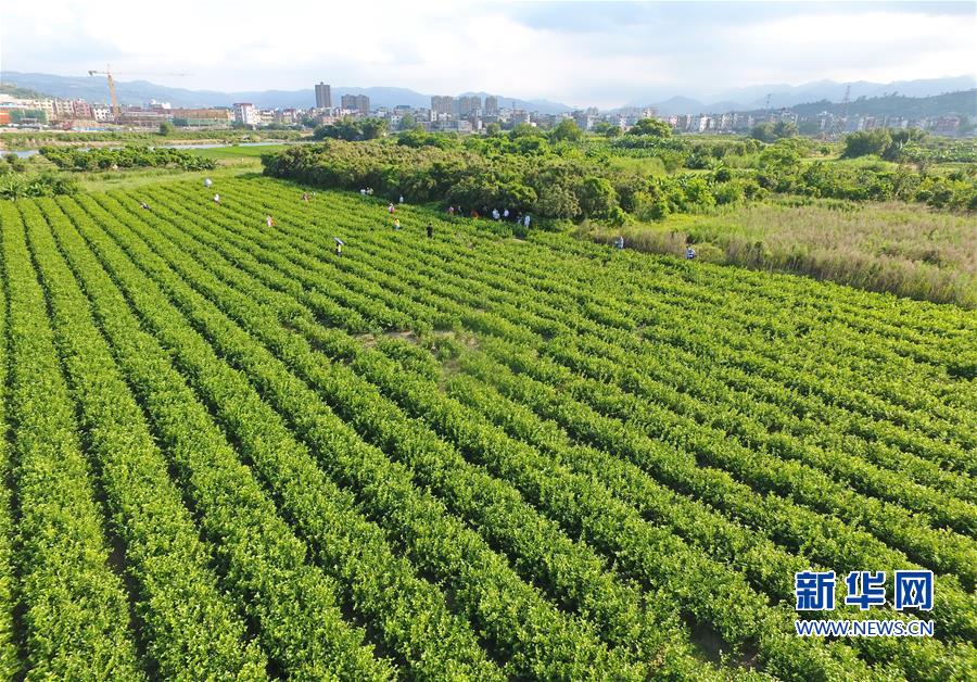 （经济）（1）福州多措并举推动茉莉花茶产业发展