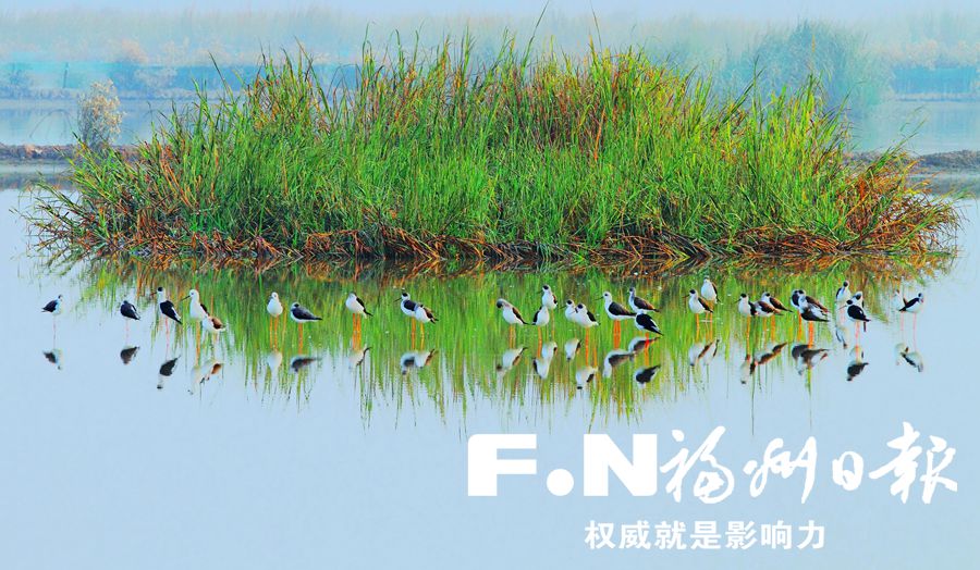 闽江河口湿地国家级自然保护区退养还湿见成效